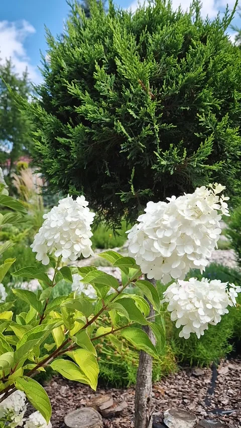 Large white panicled hydrangea blossoms bloom alongside a neatly shaped evergree Stock Footage 345343788