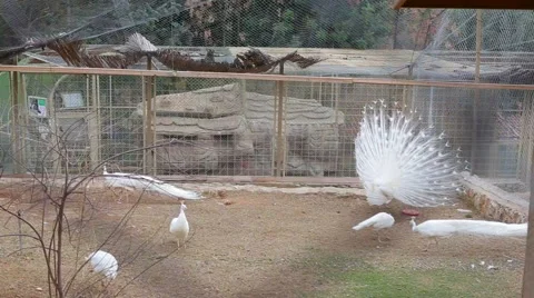 Large white peacock close-up, an albino peacock Stock Footage 63208262