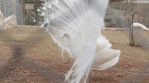 Large white peacock close-up, an albino peacock Stock Footage 63208977