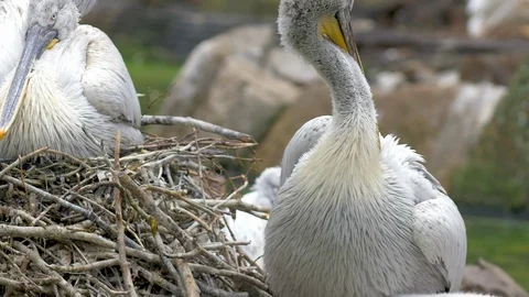 A large white pelican is cleaned Stock Footage 98746143
