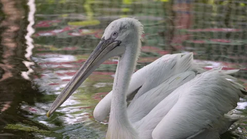 Large white pelican floating gracefully on water, curly nape feathers and Stock Footage 341476866