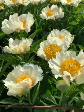 Large white peonies with a yellow center on a blurred background Stock Photos
