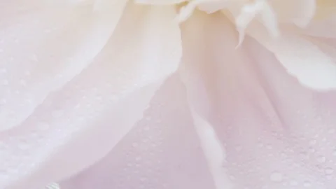Large white petals of peony in drops of dew. Natural floral background Stock Footage 111072676