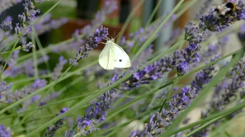 Large white (Pieris brassicae), cabbage butterfly, cabbage white Stock-Footage 138805423