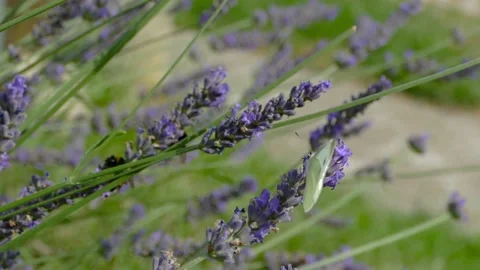 Large white (Pieris brassicae), cabbage butterfly, cabbage white Stock Footage 138867215
