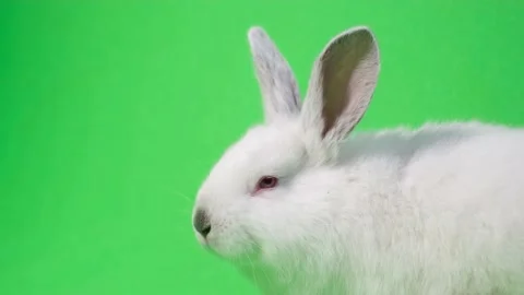 A large white rabbit sits on the side, looks at the camera and sniffs. Beautiful Stock Footage 212694359