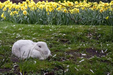 A large white rabbit is sitting on the grass. Stock Photos