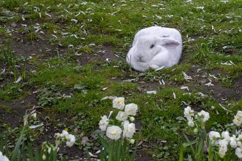 A large white rabbit is sitting on the grass. 写真素材