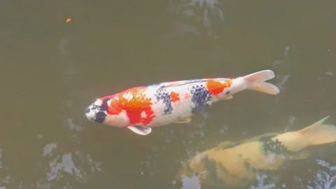 Large White Red and Black Koi Gliding Through Ornamental Pond Stock Footage 339749905