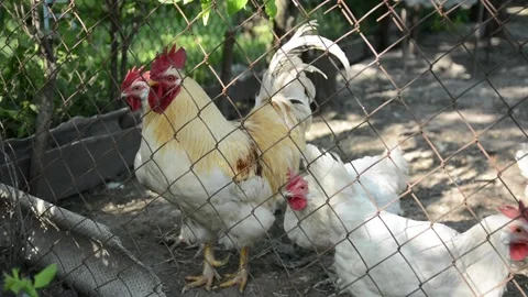 A large white rooster with cream and brown feather markings 스톡 동영상 343310520