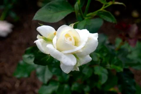 Large White Rose -01 Stock Photos