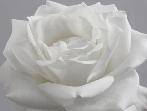 Large White Rose Stock Photos
