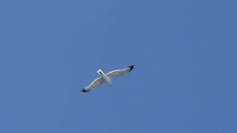 A large white seagull flies in the blue sky, accompanying a moving ship 库存影片 335758698