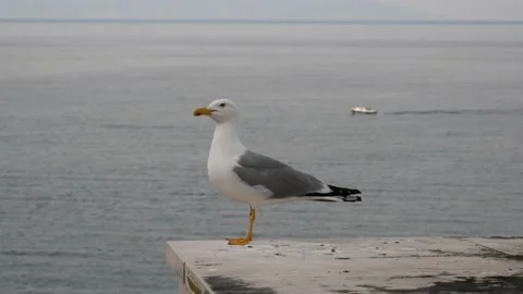 Large white seagull sitting on a view terrace above ocean coast Stock Footage 156336039