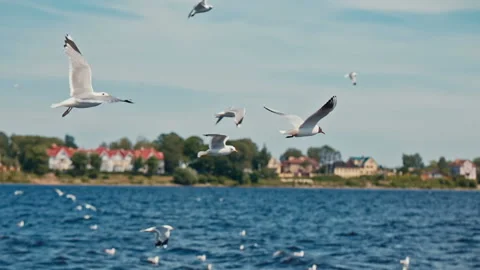 Large white seagulls flying over the river Stock Footage 114957768