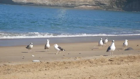 Large white seagulls on the sandy beach of the Atlantic Ocean in France, slowmo 動画素材 131945860
