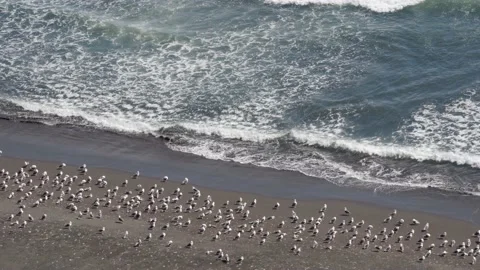 Large white seagulls on the sandy beach of the Pacific Ocean Stock Footage 139957919