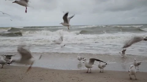 Large white seagulls on the sandy beach of the sea or ocean. Stock Footage 144232211