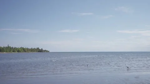 Large white seagulls on the sandy beach Stock Footage 247359685