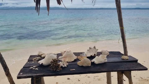 Large white seashells and conch shells rest on a wooden table on Iguana Island Stock Footage 337982035