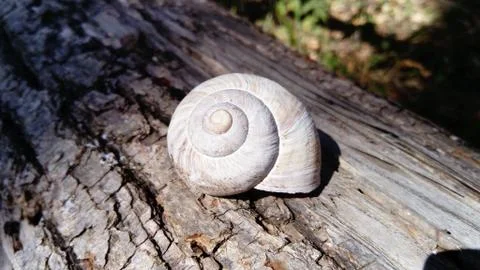 A large white shell of a forest snail. Seashell on a wooden background. Conve Stock Photos