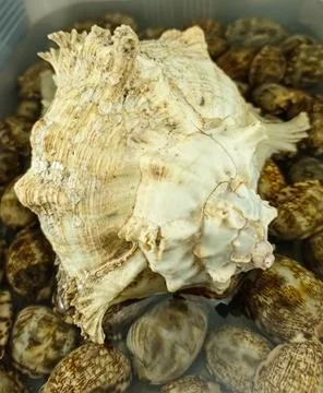 Large white shells on small brown shells with spots Stock Photos