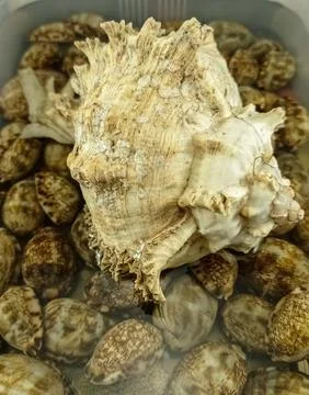 Large white shells on small brown shells with spots Stock Photos