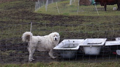 Large White Shepherd Dog Drinking Water from Old Bathtub on Farm. Stock Footage 324704870