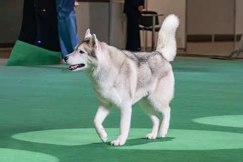 Large white Siberian Husky on a patterned green carpet, at a dog show with bl Stock Photos