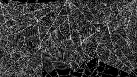 Large white spider web grows across a black background. Detailed spider web Stock Footage 339021996