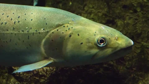 A large white stel head trout floating underwater. Stock Footage 310014075