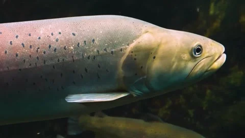 A large white stel head trout floating underwater. Stock Footage 310014233