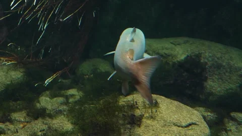 A large white stel head trout floating underwater. Stock Footage 310014323
