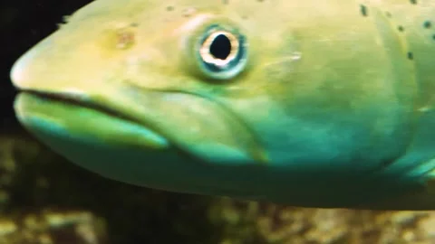 A large white stel head trout floating underwater. Stock Footage 310014419