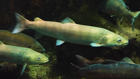 A large white stel head trout floating underwater. Stock Footage 310014420