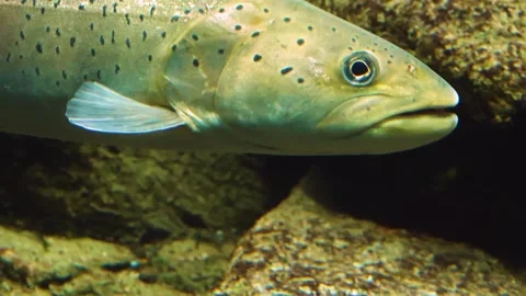 A large white stel head trout floating underwater. Stock Footage 310014667