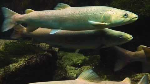 A large white stel head trout floating underwater. Stock Footage 310014706