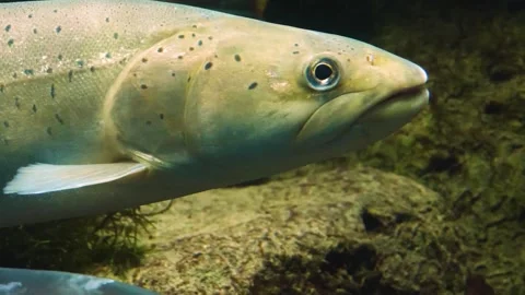 A large white stel head trout floating underwater. Stock Footage 310015679