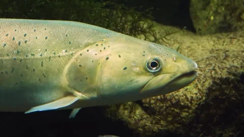 A large white stel head trout floating underwater. Stock Footage 310015792