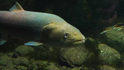 A large white stel head trout floating underwater. Stock Footage 310015987