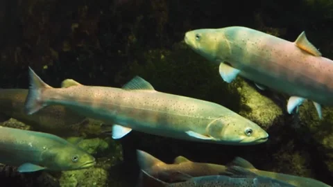 A large white stel head trout floating underwater. Stock Footage 310015989
