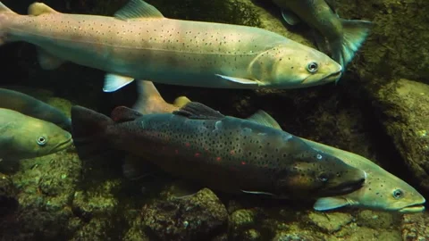 A large white stel head trout floating underwater. Stock Footage 310015990
