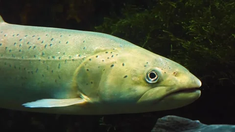 A large white stel head trout floating underwater. Stock Footage 310016231