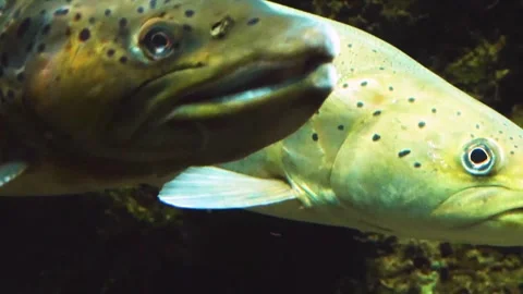 A large white stel head trout floating underwater. Stock Footage 310016232