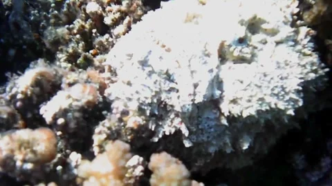  Large White Stonefish Close-Up from Multiple Angles at Sharm El Lole, Red Sea,  Stock Footage 340542550