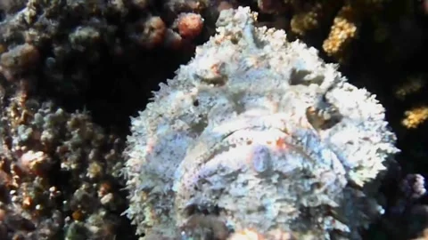 Large White Stonefish Resting on Coral Reef at Sharm El Lole, Red Sea, Egypt Stock Footage 340542534