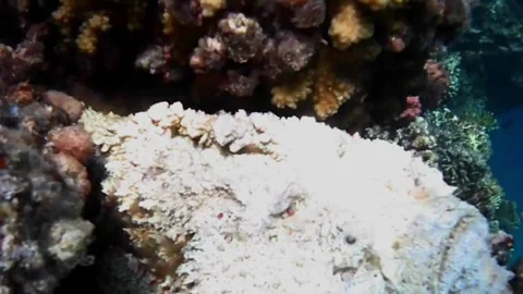 Large White Stonefish Side View on Coral Reef at Sharm El Lole, Red Sea, Egypt Stock Footage 340542562