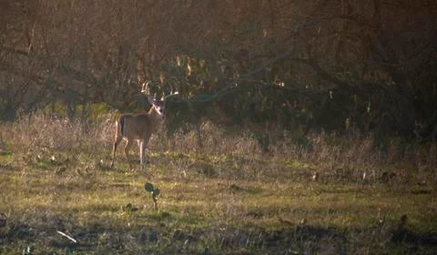 Large White Tail Buck Stock Photos