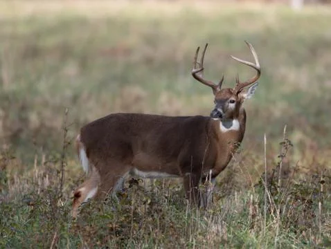 Large white-tailed deer buck in meadow Stock-Fotos