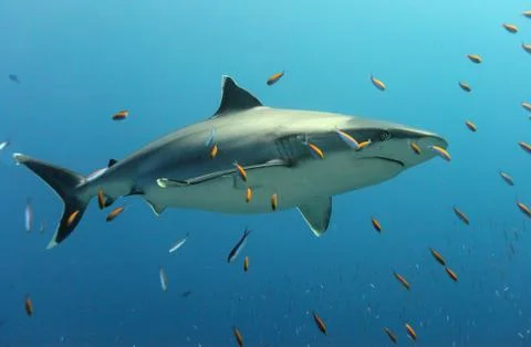 A large white tip shark Stock Photos